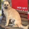 İstanbul Esenyurt Kangal Mix Köpek Kayıp