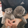 İstanbul Esenyurt Scottish Fold Kediler Kayıp