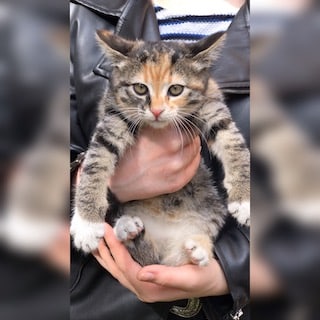 İstanbul Eyüp Akşemsettin Calico Kedi Yuva