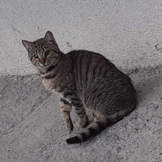 İstanbul Eyüp Akşemsettin Tekir Kedi Yuva