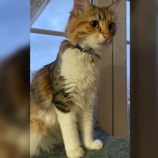 İstanbul Eyüp Çırçır Calico Kedi Kayıp