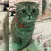 İstanbul İstinye Sarıyer Scottishfold Kedi Kayıp