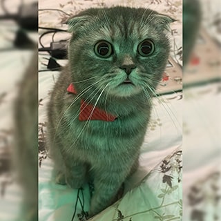 İstanbul İstinye Sarıyer Scottishfold Kedi Kayıp