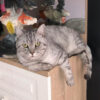 İstanbul Sancaktepe British Shorthair Kedi Kayıp