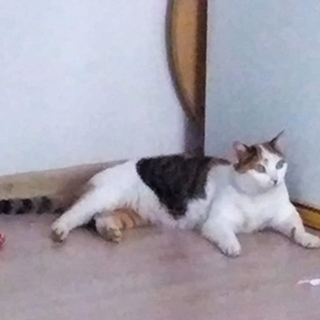 Manisa Yunusemre Dişi Mix Kedi Kayıp