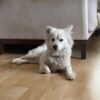 İstanbul Çekmeköy Spitz Köpek Bulundu