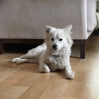 İstanbul Çekmeköy Spitz Köpek Bulundu