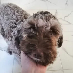 İstanbul Kağıthane Lagotto Romagnolo Köpek Kayıp