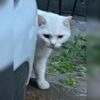 İstanbul Kağıthane Ortabayır British Shorthair Kedi Bulundu