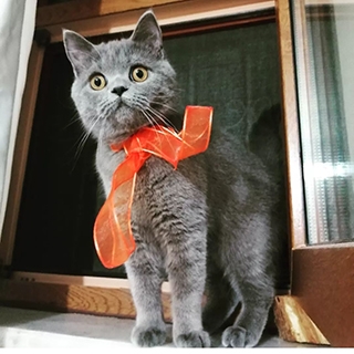 İstanbul Ümraniye British Shorthair Kedi Kayıp