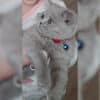 Kocaeli Derince British Shorthair Kedi Kayıp