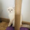 İstanbul Bahçelievler Scottish Fold Kedi Kayıp