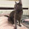 İstanbul Esenler Russian Blue Kedi Kayıp