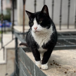 İstanbul Eyüp Akşemsettin Smokin Kedi Kayıp