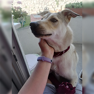 İstanbul Eyüp Dişi Köpek Köfte Sahipsiz Bulunan