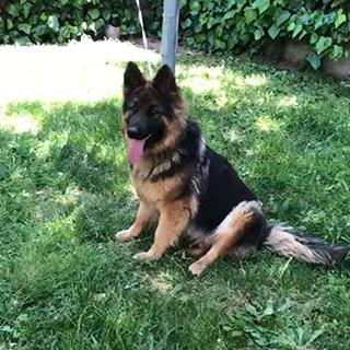 İstanbul Sarıyer K-9 Alman Kurt Linda Kayıp