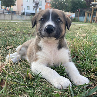 İstanbul Tuzla Alenjeto Çoban Köpek Aslan Yuva