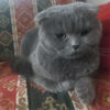 Ankara Mamak Scottish Fold Kedi Eva Kayıp