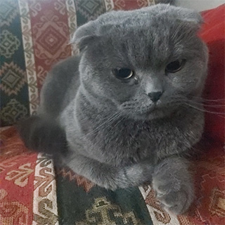 Ankara Mamak Scottish Fold Kedi Eva Kayıp