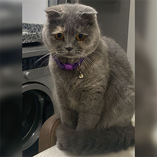 İstanbul Bağcılar British Shorthair Kedi Şimşir Kayıp