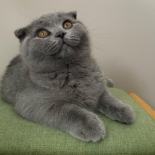 İstanbul Bahçelievler Scottish Fold Kedi Yoda Kayıp