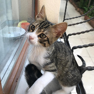 İstanbul Esenyurt Erkek Tekir Kedi Yuva