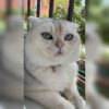 İstanbul Kağıthane Scottish Fold Kedi Bulut Yuva