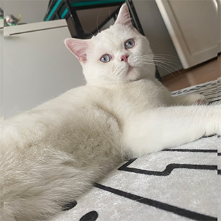 İstanbul Zeytinburnu British Shorthair Kedi Coco Kayıp