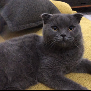 İzmir Buca Scottish fold Kedi Paytak Kayıp