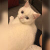 İzmir Karabağlar British Shorthair Kedi Lina Kayıp