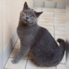 Kocaeli Gebze British Shorthair Kedi Lokum Kayıp