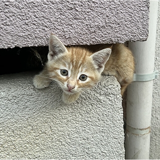 Samsun Yakakent Sarman Kedi Lina Yuva Arıyor