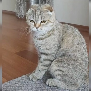 İstanbul Kağıthane Dişi Scottish Fold Kedi Yuva Arıyor