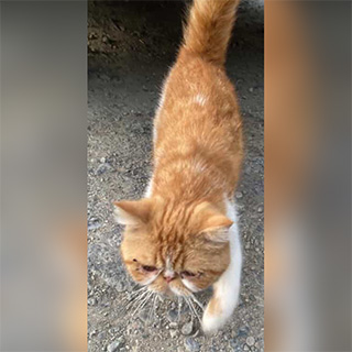 İstanbul Sarıyer İran Mix Kedi Sahipsiz Bulunan