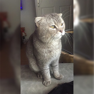 İstanbul Sarıyer Erkek Scottish Fold Kedi Haydarcan Kayıp