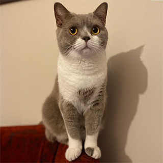 İstanbul Şİşli British Shorthair Kedi Lagi Kayıp