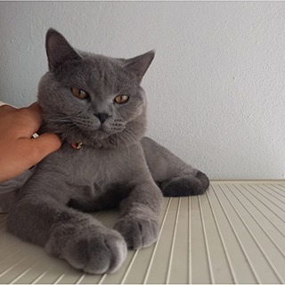 Balıkesir Edremit Akçay British Shorthair Kedi Çakıl Kayıp