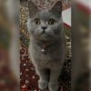 İstanbul Kağıthane British Shorthair Kedi Yuva