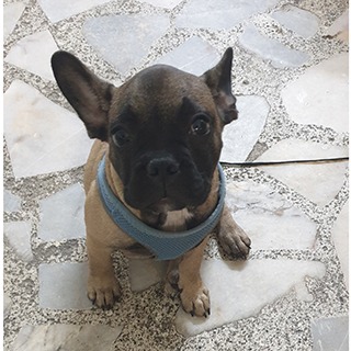 İstanbul Küçükçekmece Erkek French Bulldog Köpek Efe Yuva