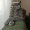 İstanbul Esenler British Shorthair Kedi Kayıp