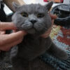 İstanbul Eyüp Erkek British Shorthair Kedi Sahipsiz Bulundu