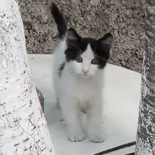 İstanbul Kağıthane Yavru Kedi Yuva Arıyor