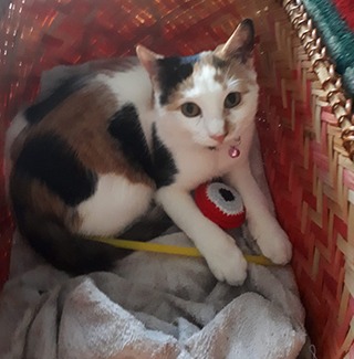 İstanbul Alibeyköy Calico Kedi Bonibon Yuva