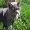 Şanlıurfa Haliliye British Shorthair Kedi Linda Kayıp