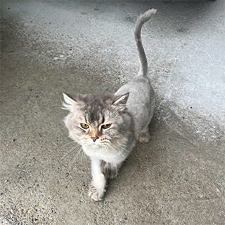 İstanbul Başakşehir Kedi Bulundu Sahibi Aranıyor