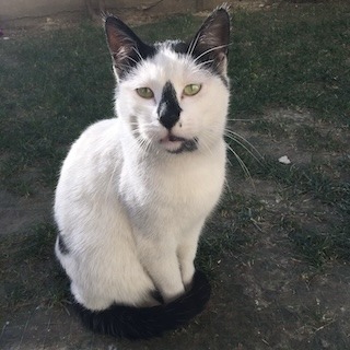 İstanbul Eyüp Alibeyköy Erkek Kedi Bulundu