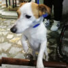 İstanbul Alibeyköy Jack Russell Bulundu Sahibi Aranıyor