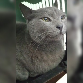 İstanbul Esenler British Shorthair Kedi Bulundu