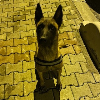 İstanbul Eyüp Alibeyköy Çırçır Dişi Belçika Malinois Köpek Kayıp