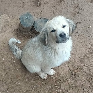 Amasya Hamamözü Erkek Mix Köpek Mo Yuva